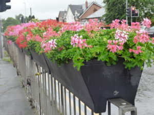 Are you enjoying the summer display of flowers