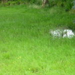 The Greening of Great Sankey – an update on Parsonage Way