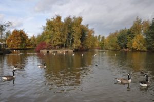Fowl Mess! Goose Poo Clean-up of Whittle Hall