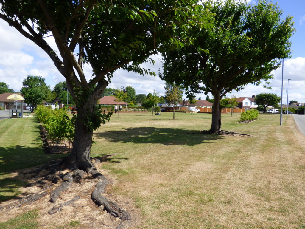 Traffic Calming Hedges on Lingley Green