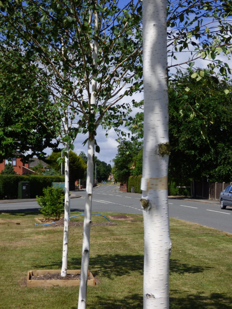 Traffic Calming Hedges on Lingley Green